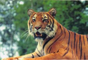 Le tigre - 1991