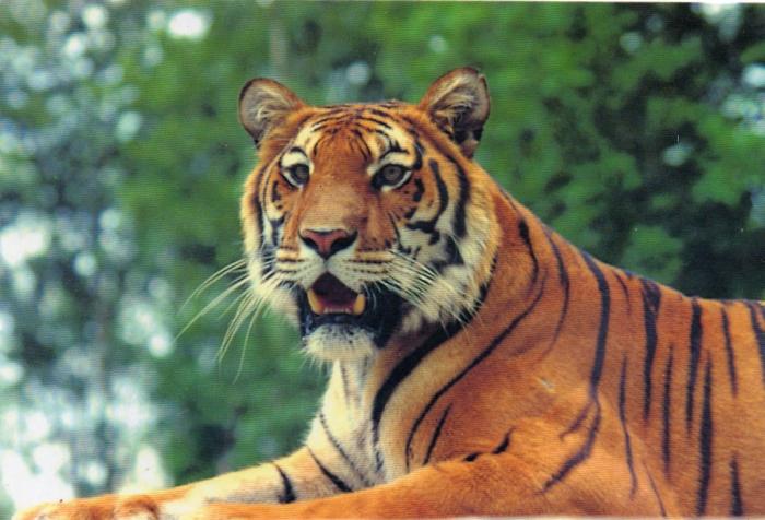 Le tigre - 1991