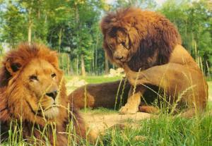 Les Lions
