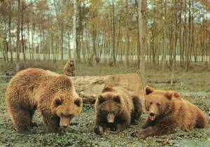 Ours d'Europe et Babouins - 1976