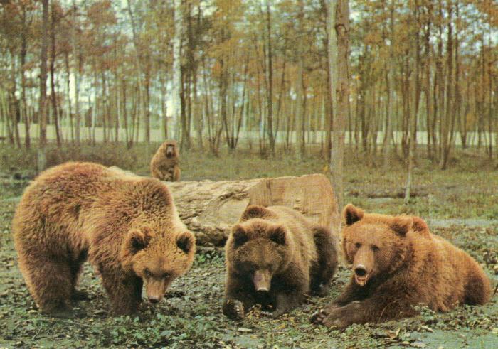 Ours d'Europe et Babouins - 1976