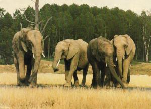 Parc animalier de Saint Vrain