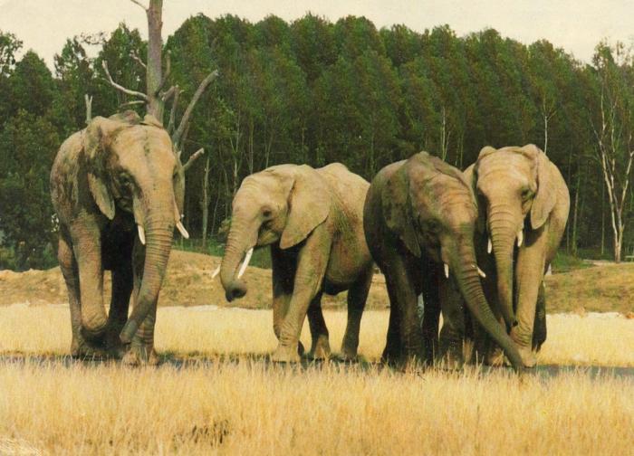 Parc animalier de Saint Vrain
