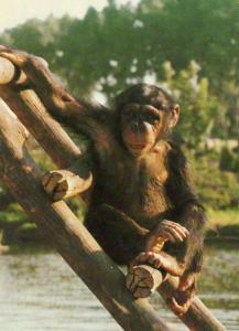 Parc animalier de Saint Vrain