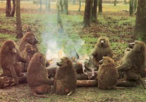 Parc de Saint Vrain - 1982