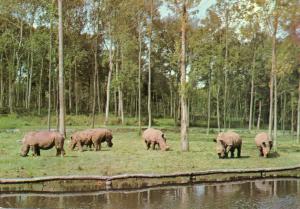 Rhinocéros blancs - 1978