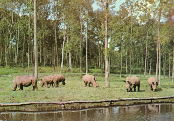 Rhinocéros blancs - 1978