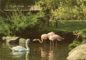 Flamants roses et Cygne