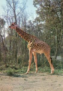 Girafe - 1976