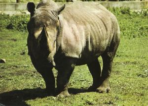 Rhinocéros noir - 1987