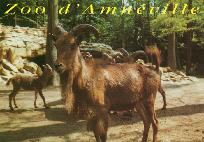 Mouflons à manchettes