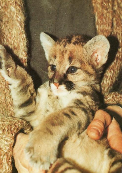 Bébé "Macdo", puma vedette à l'age de 2 mois - 1994