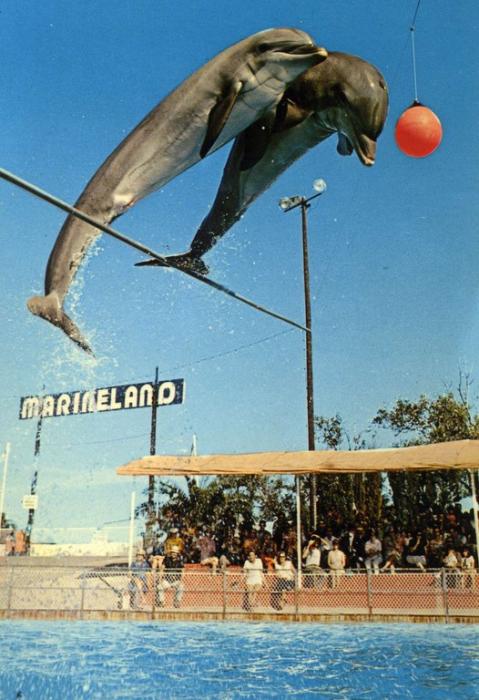 Saut groupé de dauphins à 5 m