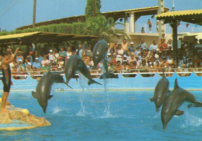 Révérence des Dauphins - 1988
