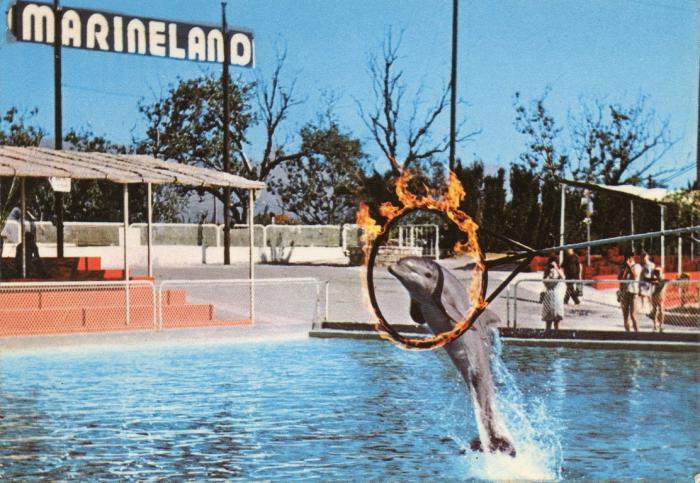 Notre dauphin Oum - 1976