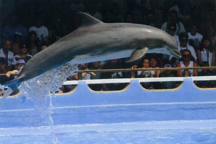 Joséphine, star du film Le Grand Bleu - 1994