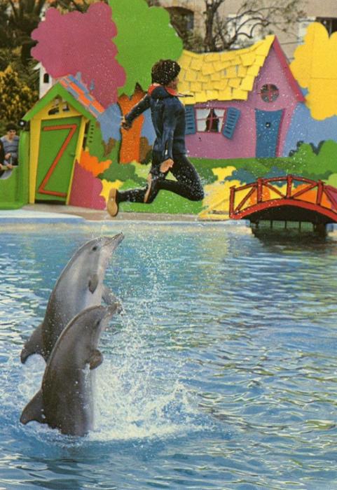 Homme lancé par dauphins