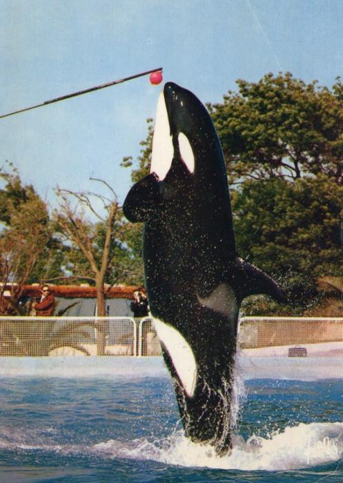 Clovis l'Orque de 3000 kg antibes