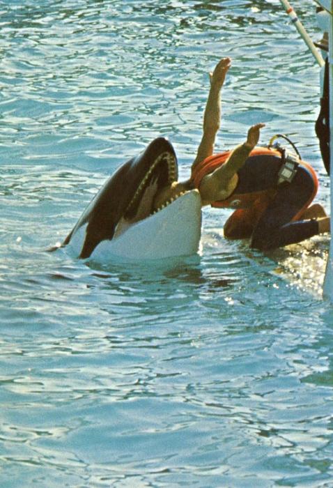 Martin a sa tête dans la gueule de l'orque - 1985