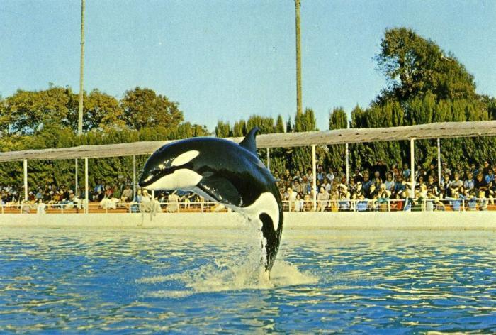 Révérence de l'orque Kim