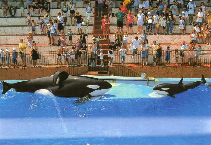 Papa "Kim" 4 Tonnes et bébé "Shouza" 200 kg