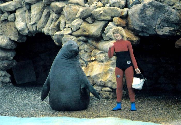 Bébé Eléphant de mer - 1987