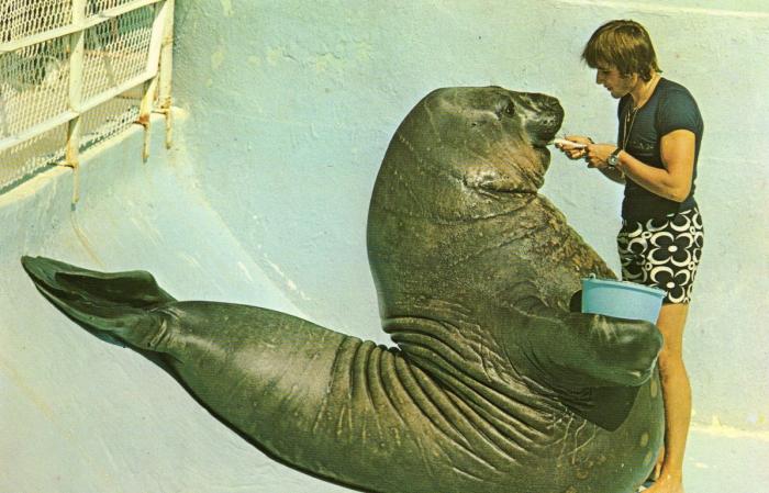 Henri, l'Eléphant de mer