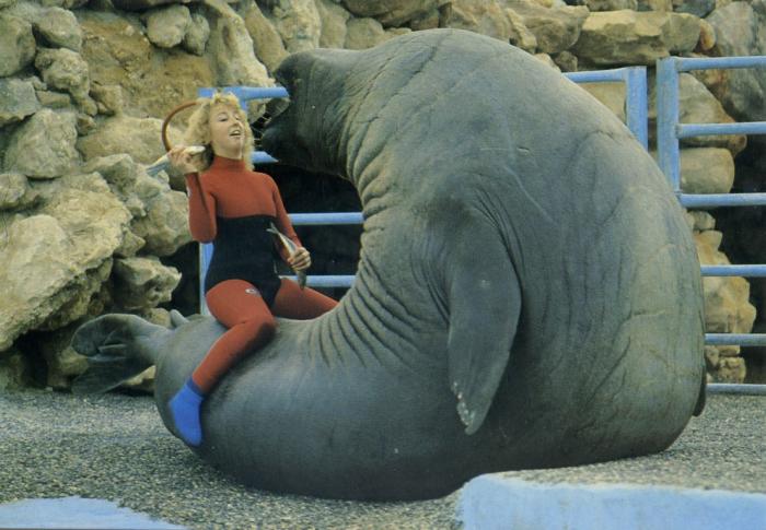 Eléphant de mer adulte