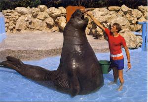 Eléphant de mer - 1985