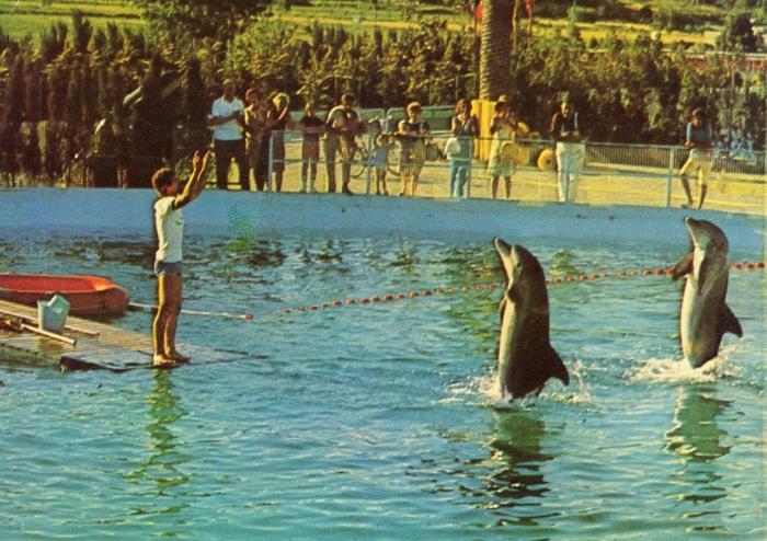 Dressage de Lucky et Splash - 1971