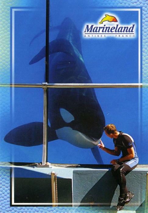 Spectacle des Orques