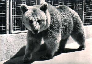 Ours - 1957