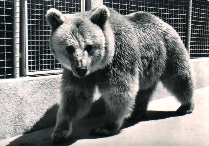 Ours - 1957
