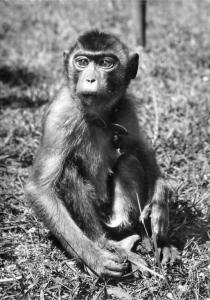 Singe japonais