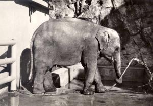 Eléphant