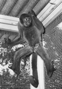 Lagotrix ou Singe laineux