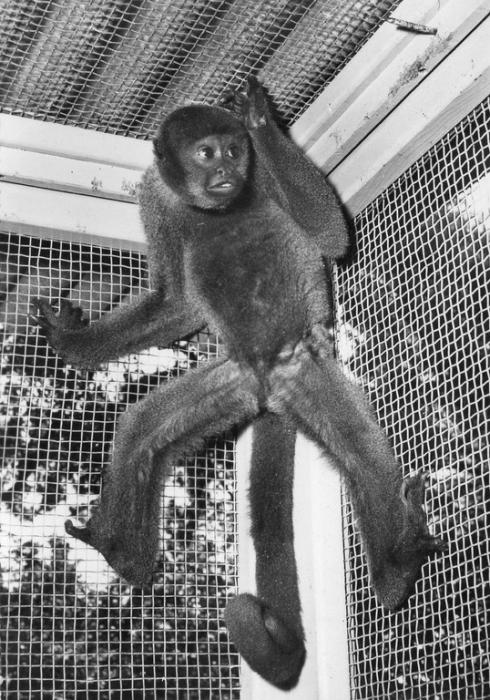 Lagotrix ou Singe laineux