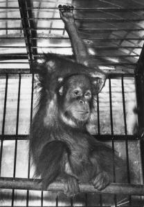 Orang-Outang