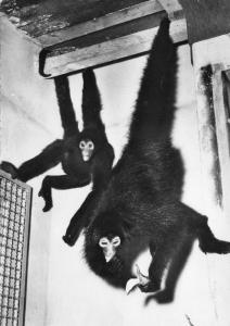Singes Atéles