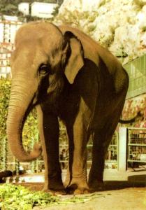 Eléphant d'Asie - 1971