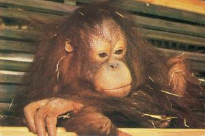 Orang-Outang