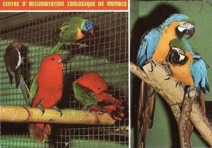 Perroquets - Loris - Aras