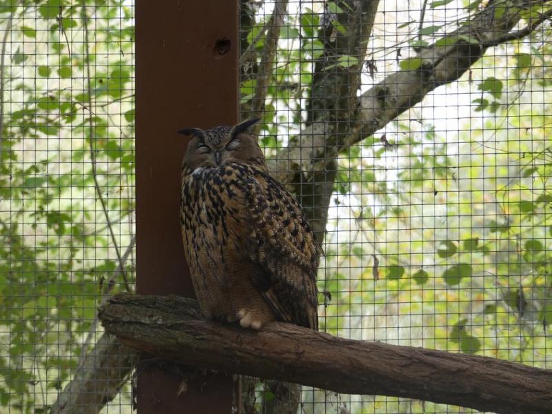 Hibou grand duc