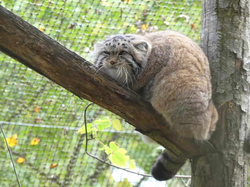 Manul