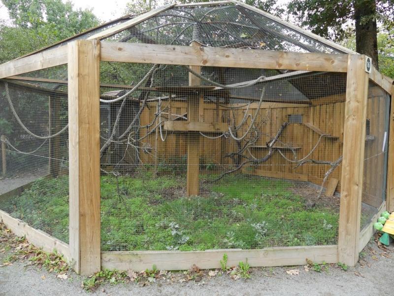 Ouistiti de Geoffroy