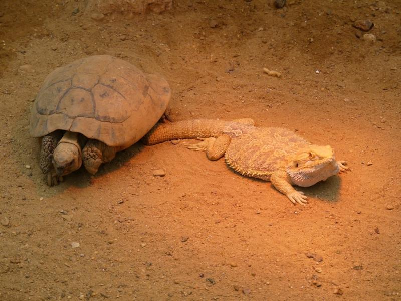 Tortue mauresque - Agame barbu