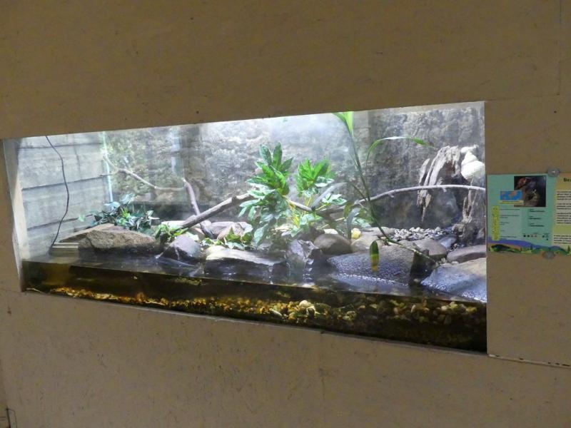 Bernard l'hermite terrestre