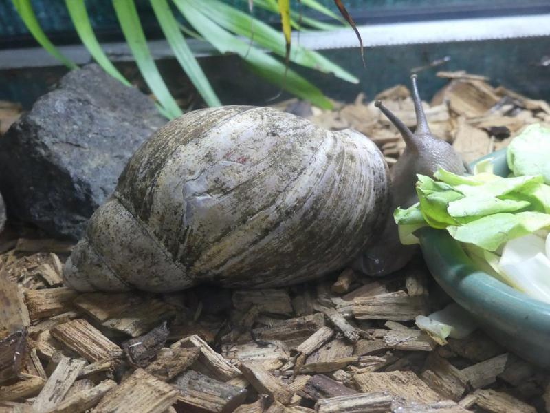 Escargot géant