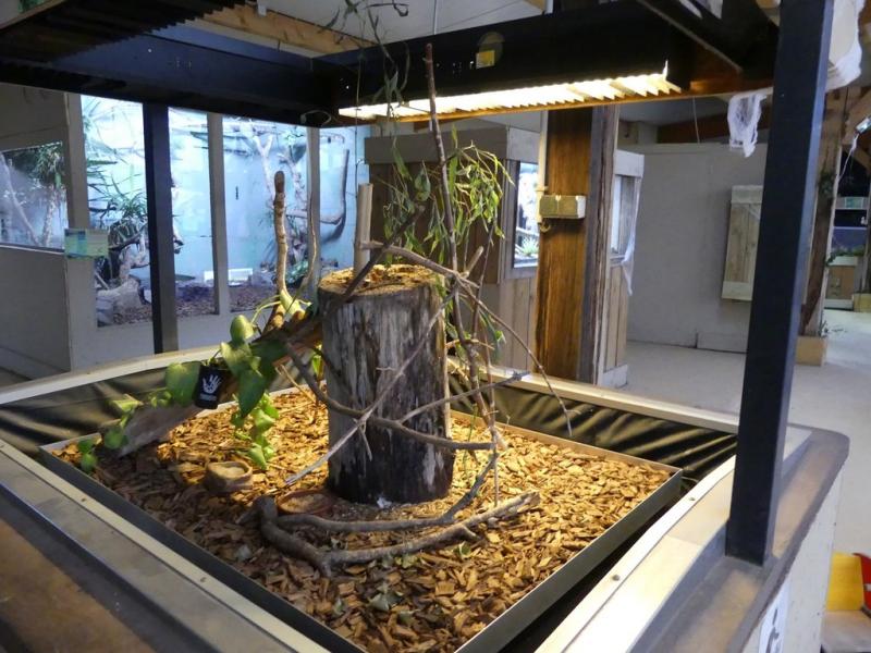 Fourmi champignoniste