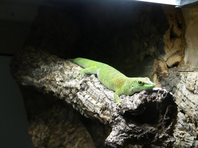 Gecko géant de Madagascar